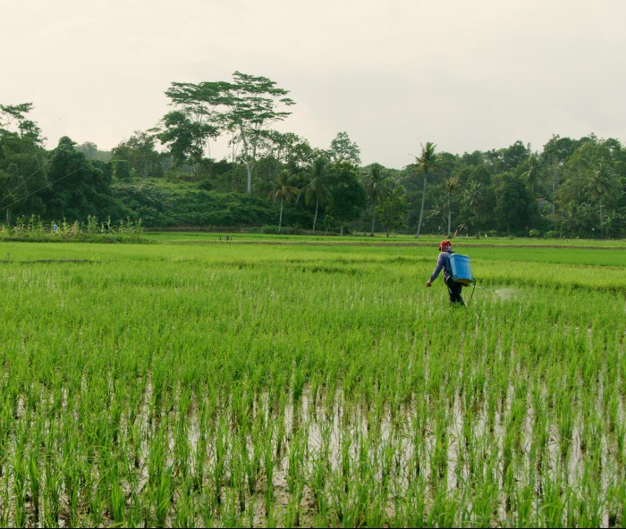 Rice Fields